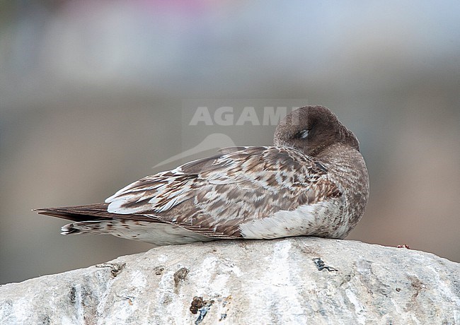 Immature Belcher's Gull (Larus belcheri), also known as the band-tailed gull, at the coast of the Humboldt Current in Lima, Peru. stock-image by Agami/Marc Guyt,