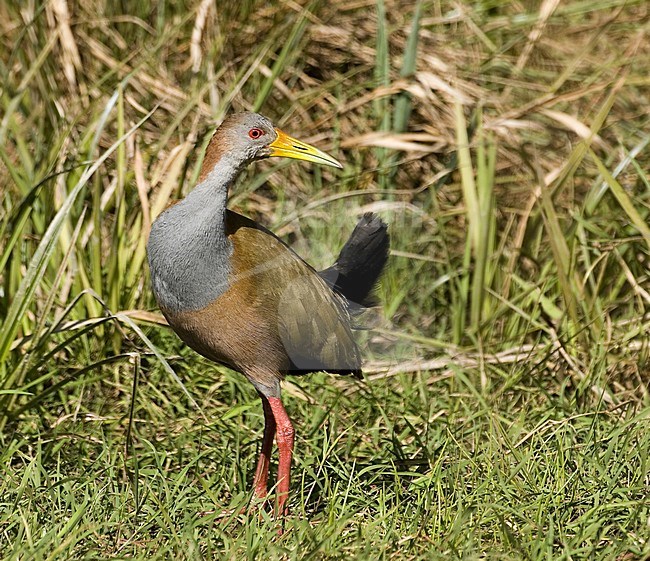 Giant Wood-Rail perched; Reuzenbosral staand stock-image by Agami/Roy de Haas,