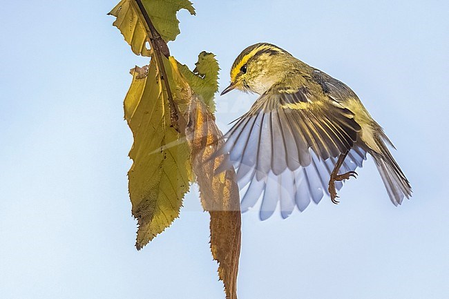 Pallas's Leaf Warbler (Phylloscopus proregulus) in Sint-Amandsberg, Gent, East Flanders, Belgium. stock-image by Agami/Vincent Legrand,