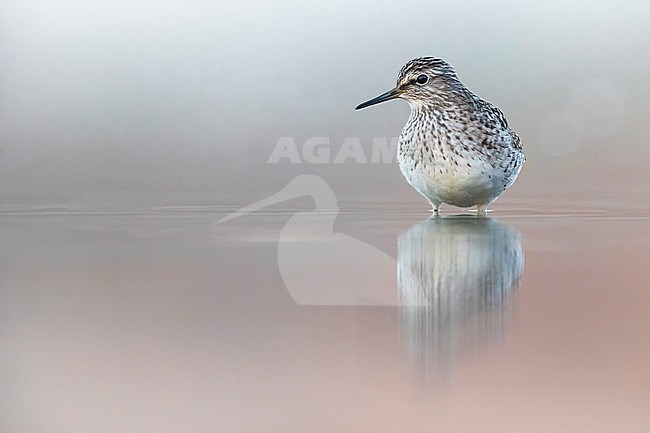 Wood Sandpiper, Tringa glareola, in Italy. stock-image by Agami/Daniele Occhiato,