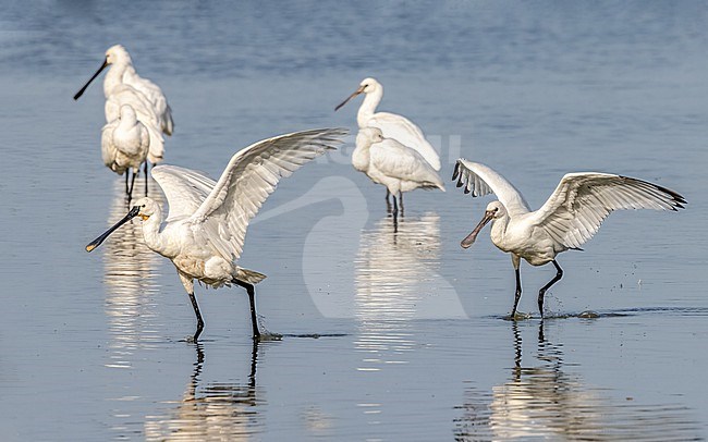 Begging young Spoonbill chases a parent stock-image by Agami/Onno Wildschut,