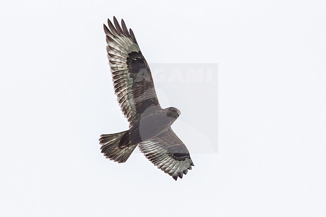Rough-legged Hawk (Buteo lagopus sanctijohannis) flying over Pico, Corvo, Corvo, Azores, Portugal. stock-image by Agami/Vincent Legrand,