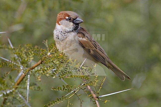 Huismus on doorntak; House Sparrow on branch stock-image by Agami/Daniele Occhiato,