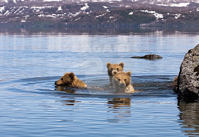 Jonge Kamtsjatkaberen in water, Kamchatka Brown Bear young in water stock-image by Agami/Sergey Gorshkov,