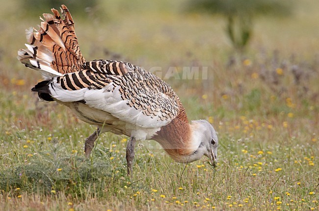 Mannetje Grote trap; Male Great Bustard stock-image by Agami/Markus Varesvuo,
