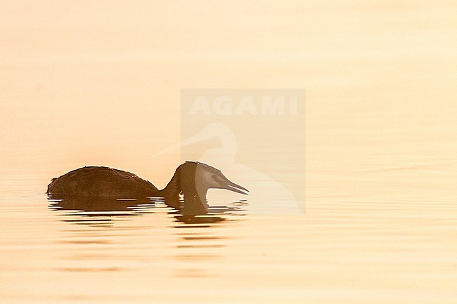 Fuut, Great Crested Grebe, Podiceps cristatus pair in territorial fight at sunrise in the mist stock-image by Agami/Menno van Duijn,
