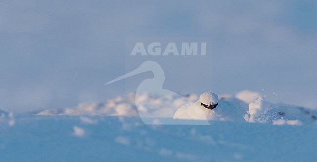 Mannetje Alpensneeuwhoen in de sneeuw, Male Rock Ptarmigan in the snow stock-image by Agami/Markus Varesvuo,