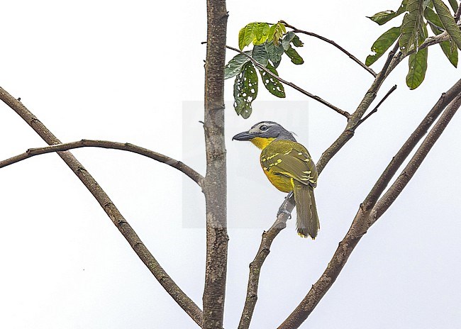 Monteiro's Bushshrike (Malaconotus monteiri) in Angola. stock-image by Agami/Pete Morris,