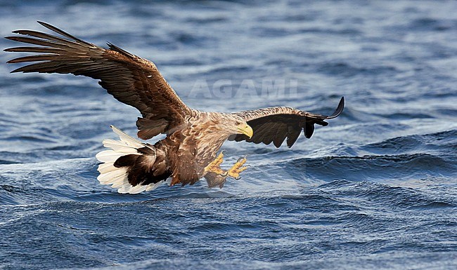 Adult White-tailed Eagle (Haliaeetus albicilla) in flight in a fjord in north Norway. Active hunting for fish. stock-image by Agami/Markus Varesvuo,