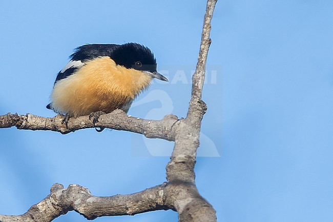 Yellow-bellied hyliota (Hyliota flavigaster) perched on a branch in Tanzania. stock-image by Agami/Dubi Shapiro,