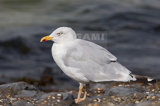 Geelpootmeeuw; Yellow-legged Gull; Larus michahellis stock-image by Agami/Menno van Duijn,