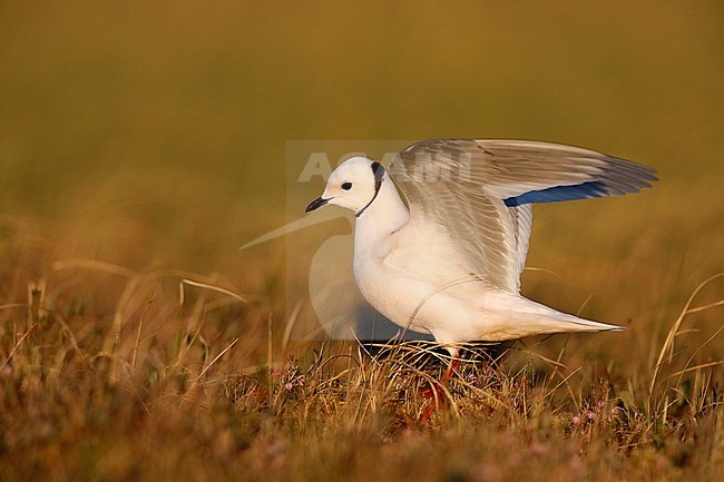 Adult Ross's Gull (Rhodostethia rosea) in summer plumage at a breeding colony in the Indigirka delta on the tundra of Siberia, Russia. Standing near its nest with wings raised. stock-image by Agami/Chris van Rijswijk,