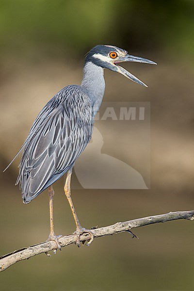 Yellow-crowned Night-Heron (Nyctanassa violacea) Perched on a branch in El Salvador stock-image by Agami/Dubi Shapiro,