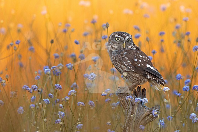 Little Owl (Athene noctua) in Italy. stock-image by Agami/Daniele Occhiato,