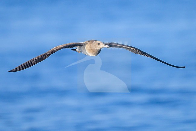 Sooty gull, Ichthyaetus hemprichii, in flight with the sea as background. stock-image by Agami/Sylvain Reyt,