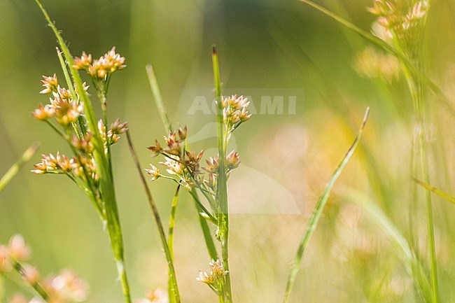 White Woodrush stock-image by Agami/Wil Leurs,