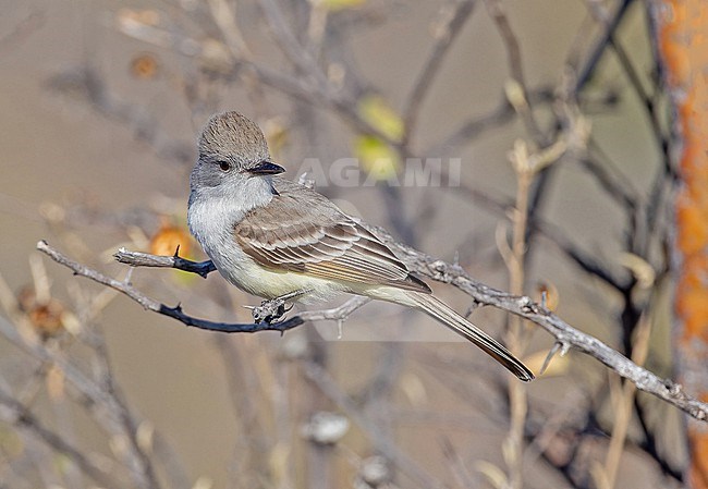 Ash-throated Flycatcher, Myiarchus cinerascens, in Mexico. stock-image by Agami/Pete Morris,