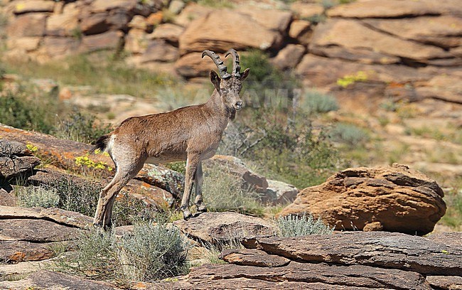 Siberian Ibex (Capra sibirica) at Ikh Nart Nature Reserve in Mongolia. stock-image by Agami/Aurélien Audevard,