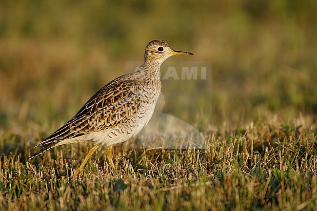Adult breeding
Galveston Co., TX
April 2007 stock-image by Agami/Brian E Small,