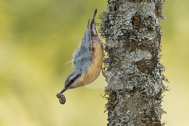 Eurasian Nuthatch, Sitta europaea, in Italy. With natural prey. stock-image by Agami/Daniele Occhiato,