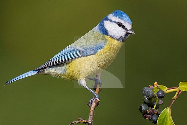 Blue Tit (Cyanistes caeruleus), adult perched on a branch and Common Ivy berries on its side stock-image by Agami/Saverio Gatto,