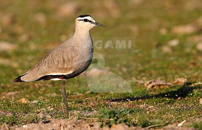 Second calendar year Sociable Lapwing (Vanellus gregarius) near Valladolid in Spain. stock-image by Agami/Dani Lopez-Velasco,