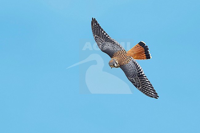 Adult male American Kestrel, Falco sparverius
Chambers Co., Texas
October 2017 stock-image by Agami/Brian E Small,