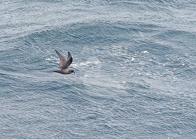 Kerguelen petrel (Aphrodroma brevirostris) between South Georgia and the Falkland islands. stock-image by Agami/Pete Morris,