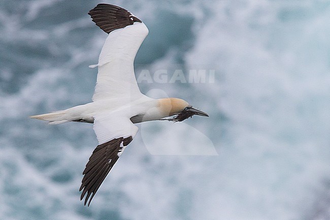 Northern Gannet (Morus bassanus), adult in flight carrying material for the nest stock-image by Agami/Saverio Gatto,