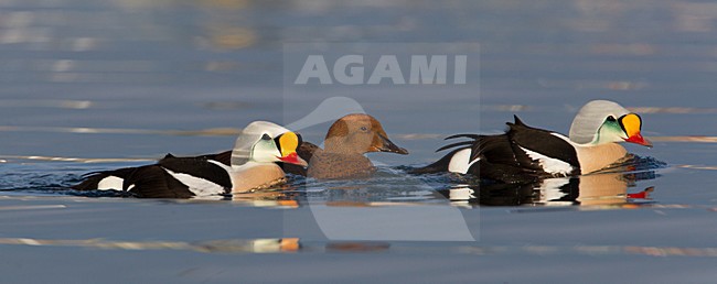 Koningseider; King Eider; Somateria spectabilis stock-image by Agami/Hugh Harrop,