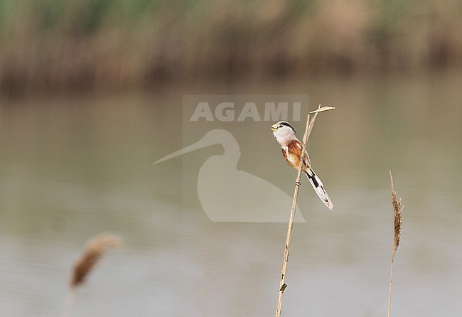 Reed Parrotbill (Paradoxornis heudei) perched on top of a reed stem in marshland on Chongming Island, China. It is threatened by habitat loss. stock-image by Agami/James Eaton,
