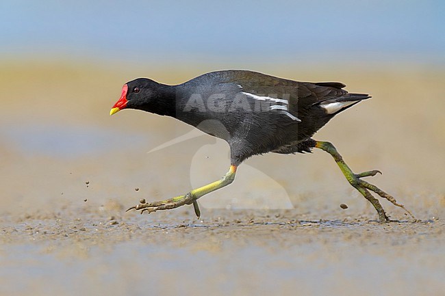 Adult Common Moorhen, Gallinula chloropus, in Italy. Running over mudflat. stock-image by Agami/Daniele Occhiato,