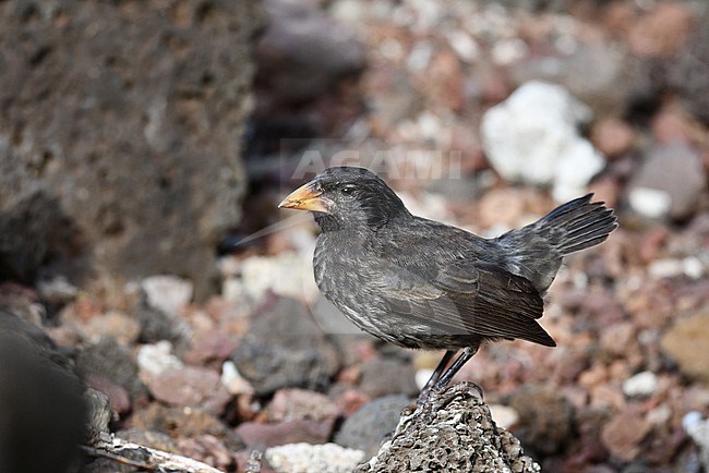 Common Cactus Finch (Geospiza scandens intermedia) on Santa Cruz island in the Galapagos islands. Standing on the ground. stock-image by Agami/Laurens Steijn,