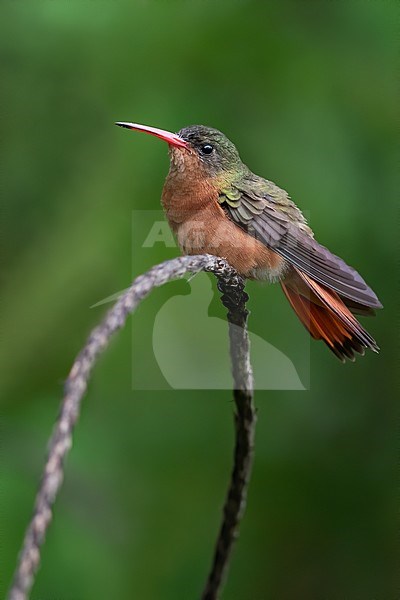 Cinnamon Hummingbird (Amazilia rutila) perched on a branch in a rainforest in Guatemala. stock-image by Agami/Dubi Shapiro,