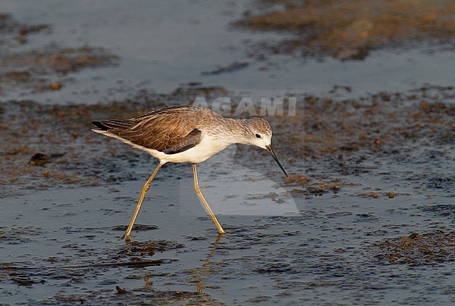 First winter Marsh Sandpiper (Tringa stagnatilis) on wintering site in Thailand stock-image by Agami/Edwin Winkel,