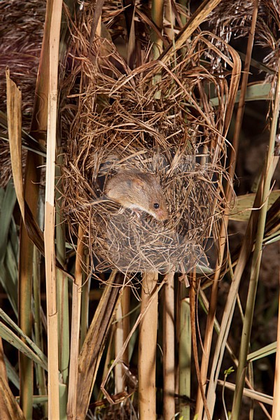 Dwergmuis in nest; Harvest Mouse in nest stock-image by Agami/Theo Douma,