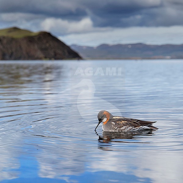 Red-necked Phalarope (Phalaropus lobatus), adult female feeding in a lake stock-image by Agami/Saverio Gatto,