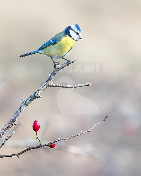 A Eurasian Blue Tit, Cyanistes caeruleus is seen on a branch with rosehips against a clear background. stock-image by Agami/Jacob Garvelink,