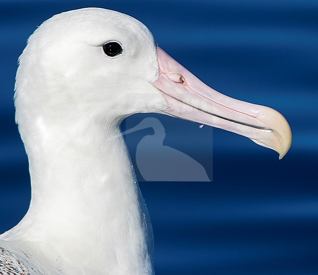 Portrait of a swimming adult Southern Royal Albatross (Diomedea epomophora) off Kaikoura in New Zealand. Showing huge pink bill. stock-image by Agami/Marc Guyt,