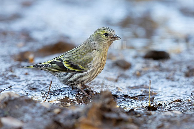 Eurasian Siskin (Spinus spinus), side view of a female standing on the ground, Campania, Italy stock-image by Agami/Saverio Gatto,