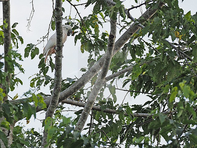 Salmon-crested cockatoo (Cacatua moluccensis) perched on a tree in the Moluccas, Indonesia. stock-image by Agami/James Eaton,