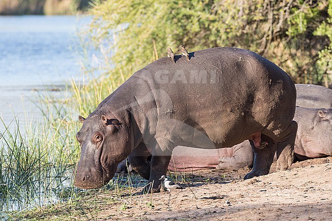 Hippopotamus (Hippopotamus amphibius) in South Africa. With Oxpeckers on its back/ stock-image by Agami/Pete Morris,