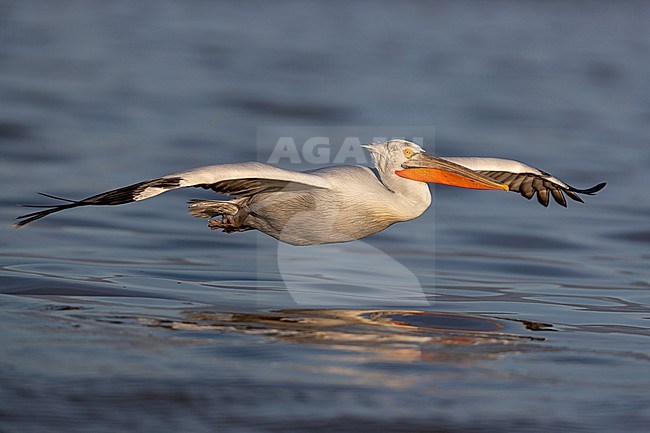 An adult flying Dalmatian pelican (Pelecanus crispus) close to the water surface stock-image by Agami/Mathias Putze,