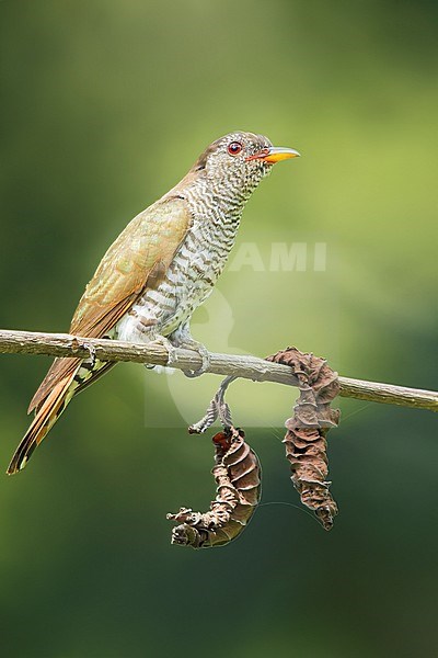Violet Cuckoo (Chrysococcyx xanthorhynchus) Perched on a branch in Borneo stock-image by Agami/Dubi Shapiro,