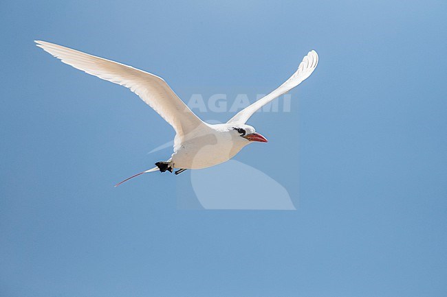 Red-tailed Tropicbird (Phaethon rubricauda) on Nosy Ve island off west coast of Madagascar. Adult in flight. stock-image by Agami/Marc Guyt,