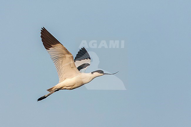 Pied Avocet, Recurvirostra avosetta, during spring in the Wagejot on Texel, Netherlands. stock-image by Agami/Marc Guyt,