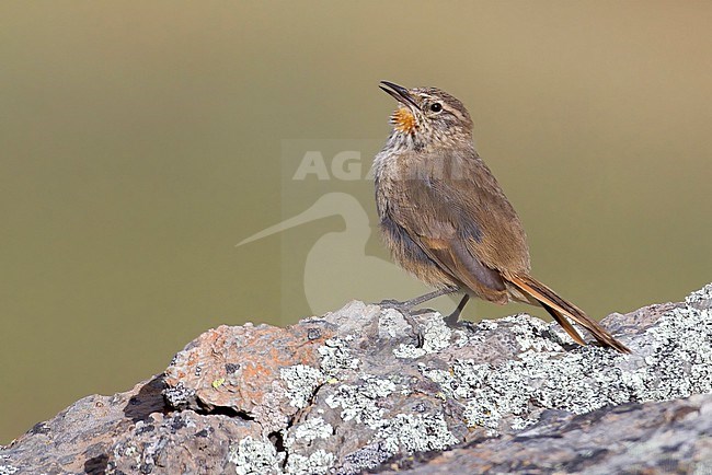 Cordilleran Canastero (Asthenes modesta) Perched on a large boulder in Bolivia stock-image by Agami/Dubi Shapiro,