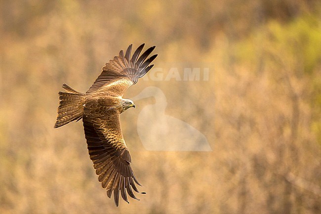 Zwarte Wouw, Black Kite, Milvus migrans stock-image by Agami/Oscar Díez,