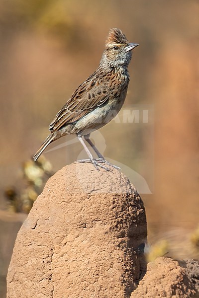 Angola Lark (Mirafra angolensis), aso known as Angolan bushlark, in Angola. Standing alert on a rock stock-image by Agami/Dubi Shapiro,