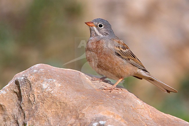 Mannetje Steenortolaan; Male Grey-necked Bunting stock-image by Agami/Daniele Occhiato,